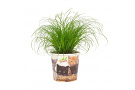 Cyperus alternifolius zumula in beker pet candy kat