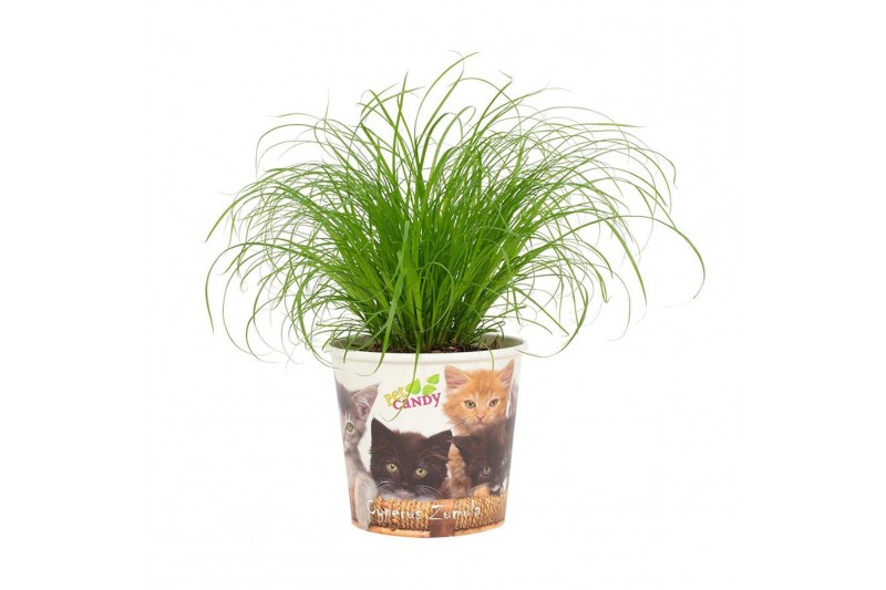 Cyperus alternifolius zumula in beker pet candy kat 