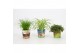 Cyperus alternifolius zumula in beker pet candy kat 
