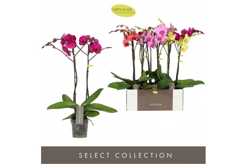 Phalaenopsis mix 2 tak optistar mix 