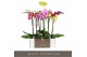Phalaenopsis mix 2 tak optistar mix 