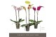 Phalaenopsis mix 2 tak optistar mix 