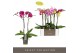 Phalaenopsis mix 2 tak optistar mix 