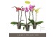 Phalaenopsis mix 2 tak optistar mix 