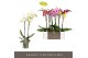 Phalaenopsis mix 2 tak optistar hollywood mix 
