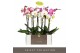 Phalaenopsis mix 2 tak optistar hollywood mix 