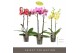 Phalaenopsis mix 2 tak optistar hollywood mix 