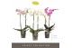 Phalaenopsis mix 2 tak optistar hollywood mix 
