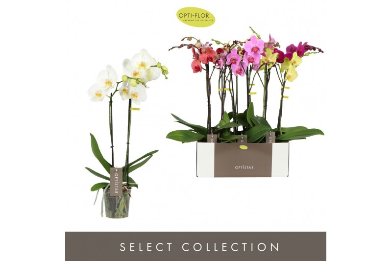 Phalaenopsis mix 2 tak optistar hollywood mix 