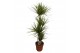 Dracaena marg. sunray 4pp - 90-60-30-15 
