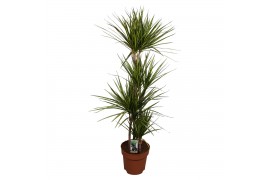 Dracaena marg. sunray 4pp - 90-60-30-15