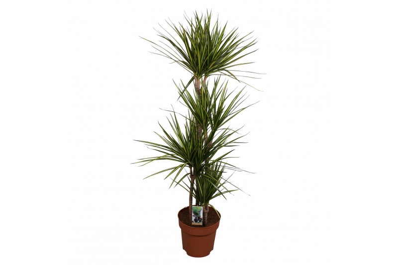 Dracaena marg. sunray 4pp - 90-60-30-15 