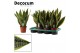 Sansevieria trifasciata futura superba decorum 