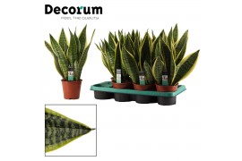 Sansevieria trifasciata futura superba decorum