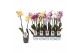 Phalaenopsis mix 2 tak - 12+ bloemen star mix 