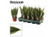Sansevieria trifasciata canary decorum 