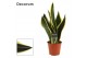 Sansevieria trifasciata night shade decorum 