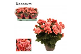 Begonia elatior du. borias decorum