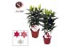 Lilium oriental mix 