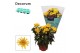 Chrysanthemum ind. artistic vincent Chrysanne® Anemona Yellow Decorum 
