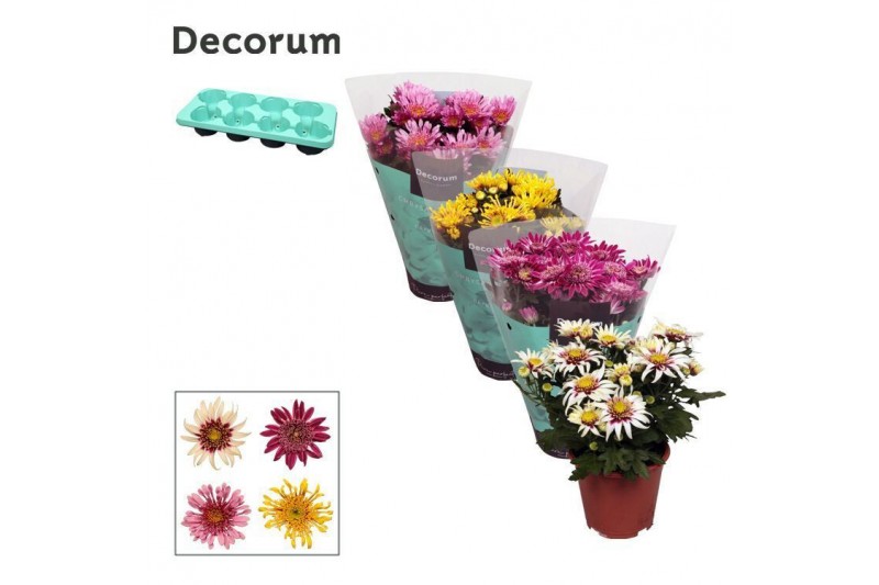 Chrysanthemum ind. artistic mix Chrysanne® Anemona Mix Decorum Chrysanthemum ind. artistic mix Chrysanne® Anemona Mix Decorum