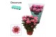 Chrysanthemum ind. artistic raphael Chrysanne® Anemona Pink Decorum 