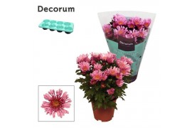 Chrysanthemum ind. artistic raphael Chrysanne® Anemona Pink Decorum