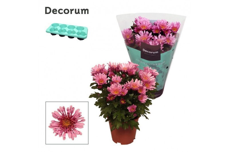 Chrysanthemum ind. artistic raphael Chrysanne® Anemona Pink Decorum Chrysanthemum ind. artistic raphael Chrysanne® Anemona Pink Decorum