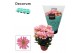 Chrysanne margarita pink decorum 
