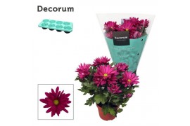 Chrysanne margarita purple decorum