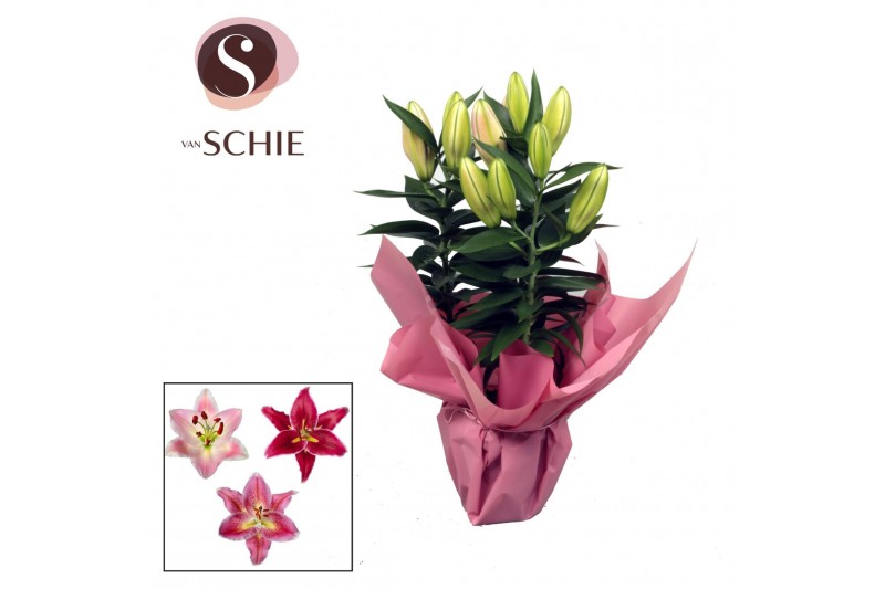 Lilium oriental Oriental 13cm Rondella 