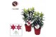 Lilium oriental Oriental Mix 17cm 