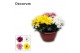 Chrysanthemum ind. breeze mix Chrysanne Margarita schaal Carnaval L De 