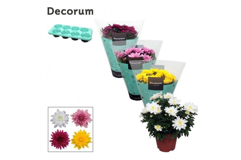 Chrysanne grandezza mix decorum 