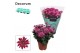 Chrysanthemum ind. artistic tina Chrysanne® Anemona Purple Decorum 