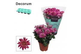 Chrysanthemum ind. artistic tina Chrysanne® Anemona Purple Decorum