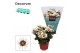Chrysanthemum ind. artistic pablo Chrysanne® Anemona White/Purple Deco 