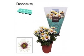 Chrysanthemum ind. artistic pablo Chrysanne® Anemona White/Purple Deco