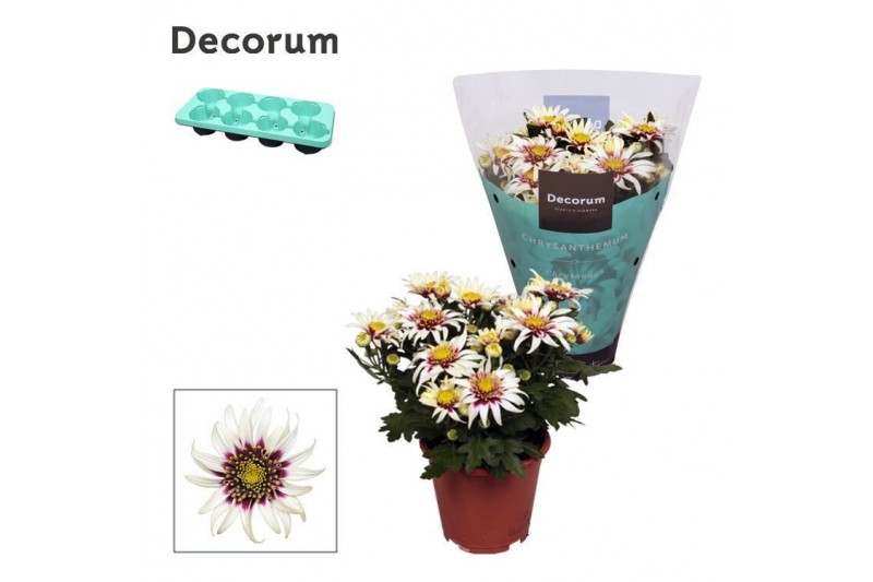 Chrysanthemum ind. artistic pablo Chrysanne® Anemona White/Purple Deco Chrysanthemum ind. artistic pablo Chrysanne® Anemona White/Purple Deco