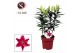 Lilium oriental starlight express donkerroze 