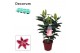 Lilium oriental starlight express decorum 