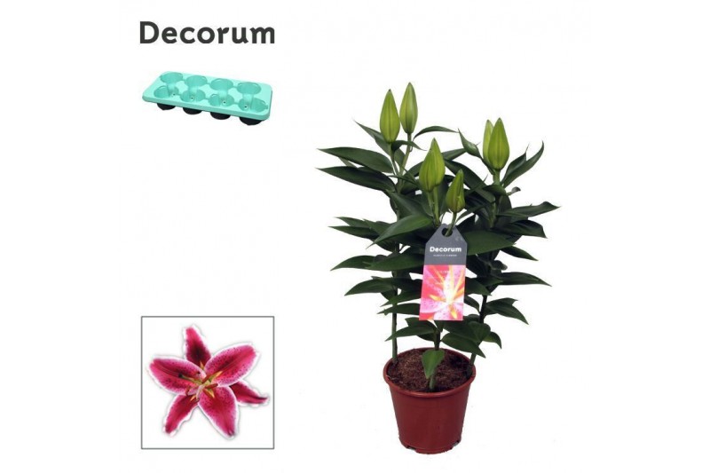 Lilium oriental starlight express decorum Lilium oriental starlight express decorum