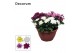 Chrysanthemum ind. chrystal mix Chrysanne Grandezza schaal Carnaval L  
