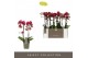Phalaenopsis multiflora red lion 2 tak optimost 