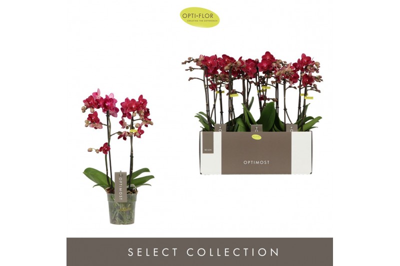 Phalaenopsis multiflora red lion 2 tak optimost 