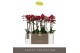Phalaenopsis multiflora red lion 2 tak optimost 