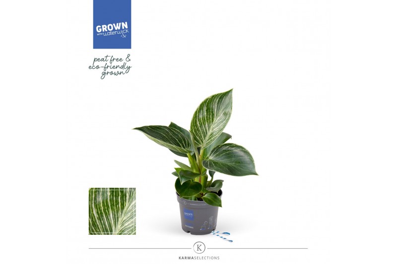 Philodendron KARMA White Stripe | Veenvrij | 9cm 