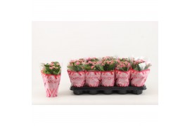 Kalanchoe rosalina don nando Catchy Season roze