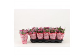 Kalanchoe rosalina don geraldo Catchy Season paars