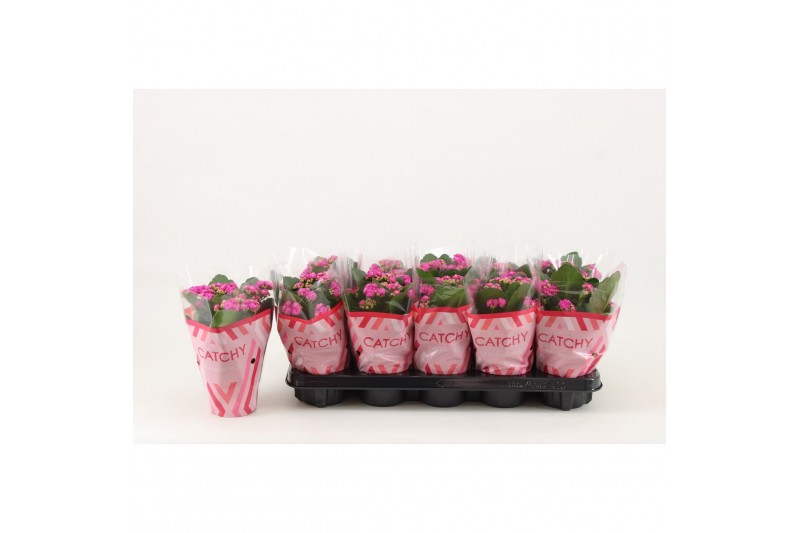 Kalanchoe rosalina don geraldo Catchy Season paars 
